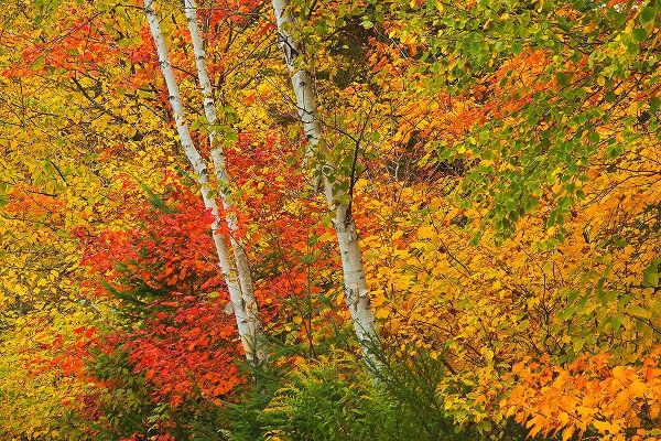 Canada-Quebec-La Mauricie National Park Autumn forest colors